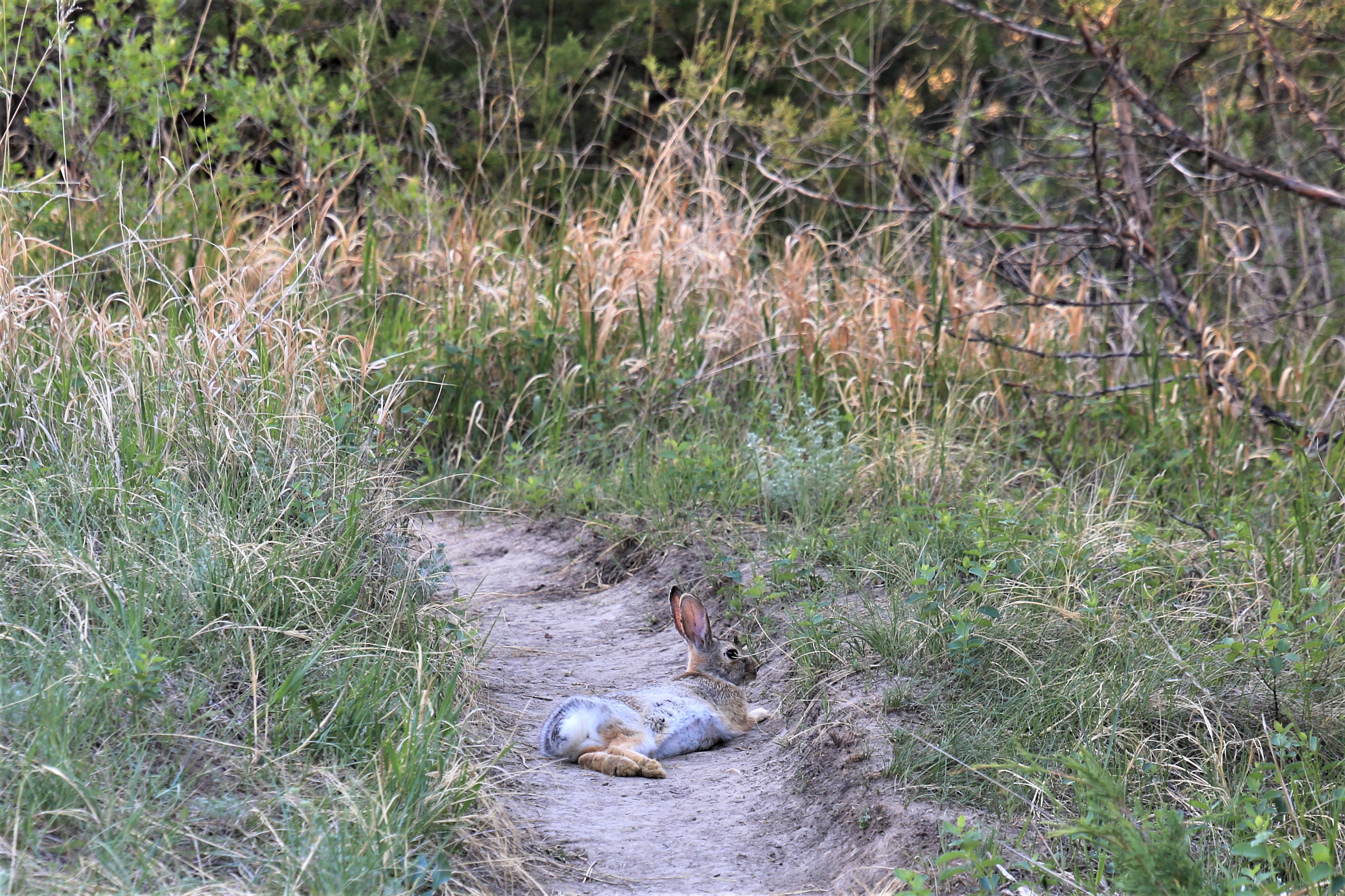 Theodore Roosevelt NP